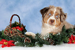 hundefotos miniature_australian_shepherd
