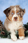 hundefotos miniature_australian_shepherd