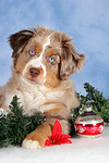 hundefotos miniature_australian_shepherd
