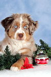 hundefotos miniature_australian_shepherd