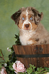 hundefotos miniature_australian_shepherd