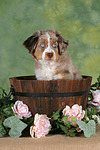 hundefotos miniature_australian_shepherd