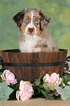 hundefotos miniature_australian_shepherd