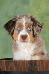 hundefotos miniature_australian_shepherd