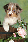 hundefotos miniature_australian_shepherd