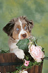 hundefotos miniature_australian_shepherd