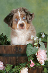 hundefotos miniature_australian_shepherd