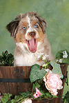 hundefotos miniature_australian_shepherd