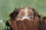 hundefotos miniature_australian_shepherd