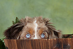hundefotos miniature_australian_shepherd