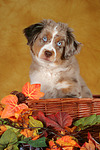 hundefotos miniature_australian_shepherd