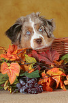 hundefotos miniature_australian_shepherd