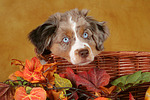 hundefotos miniature_australian_shepherd