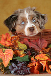 hundefotos miniature_australian_shepherd
