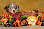 hundefotos miniature_australian_shepherd