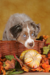 hundefotos miniature_australian_shepherd