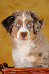 hundefotos miniature_australian_shepherd