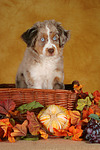 hundefotos miniature_australian_shepherd