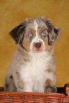 hundefotos miniature_australian_shepherd