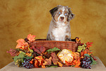 hundefotos miniature_australian_shepherd