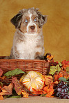 hundefotos miniature_australian_shepherd