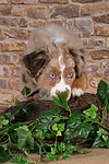 hundefotos miniature_australian_shepherd