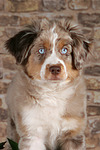 hundefotos miniature_australian_shepherd