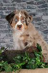 hundefotos miniature_australian_shepherd