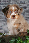 hundefotos miniature_australian_shepherd