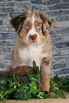 hundefotos miniature_australian_shepherd