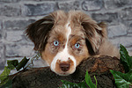 hundefotos miniature_australian_shepherd