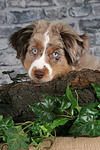 hundefotos miniature_australian_shepherd
