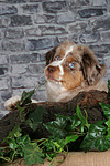 hundefotos miniature_australian_shepherd
