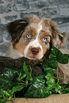 hundefotos miniature_australian_shepherd