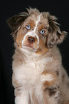 hundefotos miniature_australian_shepherd