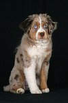 hundefotos miniature_australian_shepherd