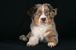 hundefotos miniature_australian_shepherd