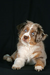 hundefotos miniature_australian_shepherd
