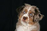 hundefotos miniature_australian_shepherd