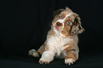 hundefotos miniature_australian_shepherd