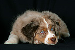 hundefotos miniature_australian_shepherd
