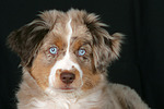 hundefotos miniature_australian_shepherd