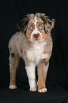 hundefotos miniature_australian_shepherd