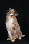 hundefotos miniature_australian_shepherd
