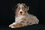 hundefotos miniature_australian_shepherd