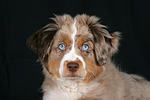 hundefotos miniature_australian_shepherd