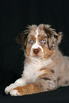 hundefotos miniature_australian_shepherd