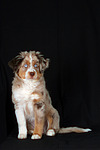 hundefotos miniature_australian_shepherd