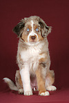 hundefotos miniature_australian_shepherd