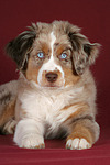 hundefotos miniature_australian_shepherd